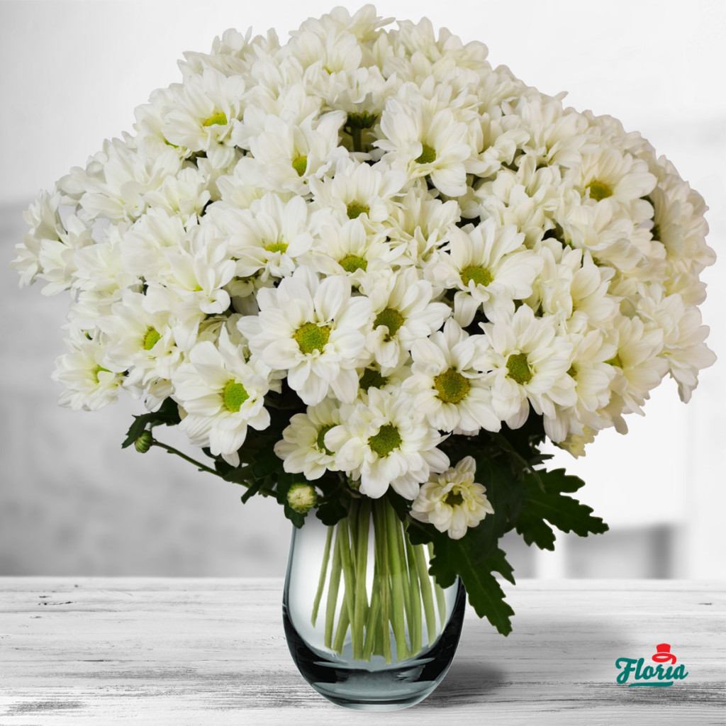 flori-buchet-de-15-crizanteme-albe-32649