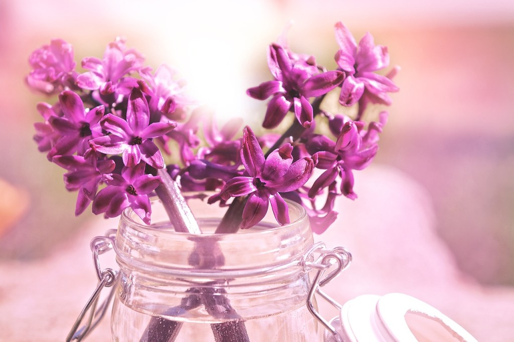 hyacinth-743947_1280