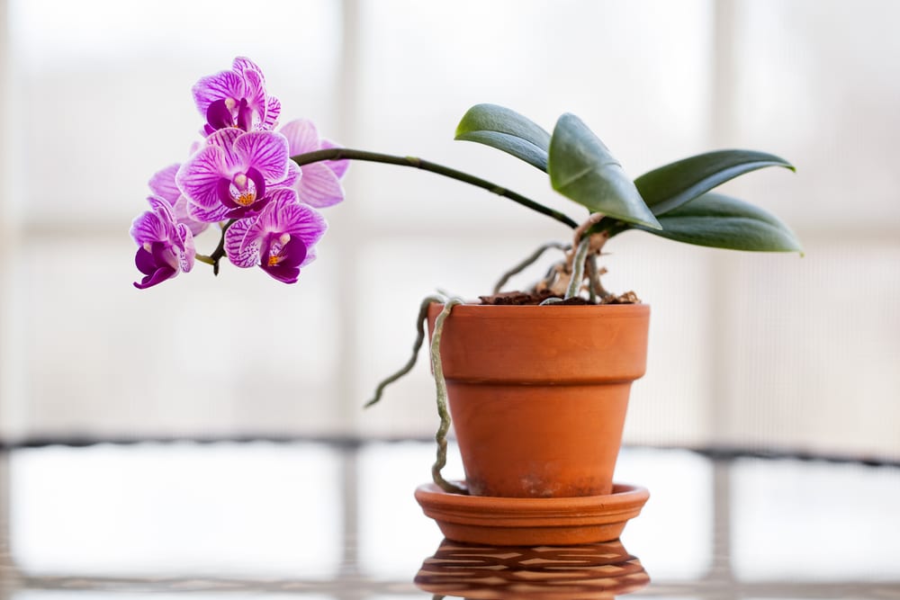 Orhideele plante usor de ingrijit