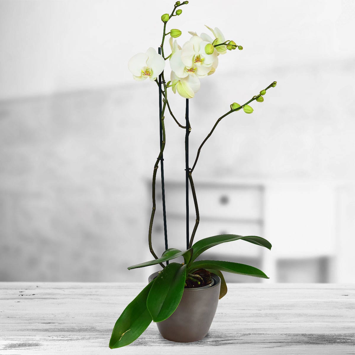 Orhidee alba in ghiveci