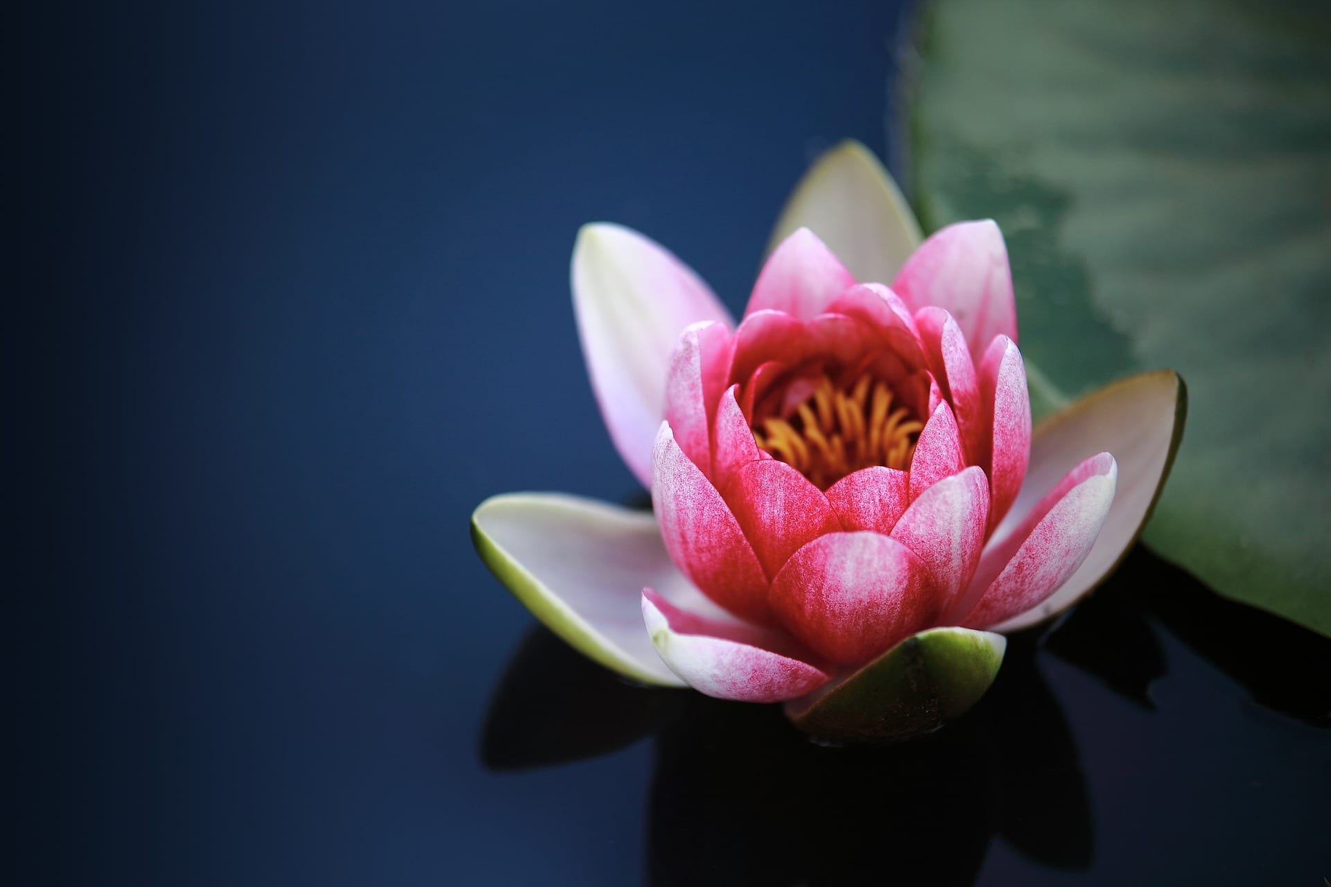 floare de lotus pe apa